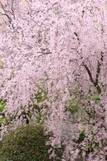 6480-15.4.7一重紅枝垂れ桜全体　南から　縦.jpg